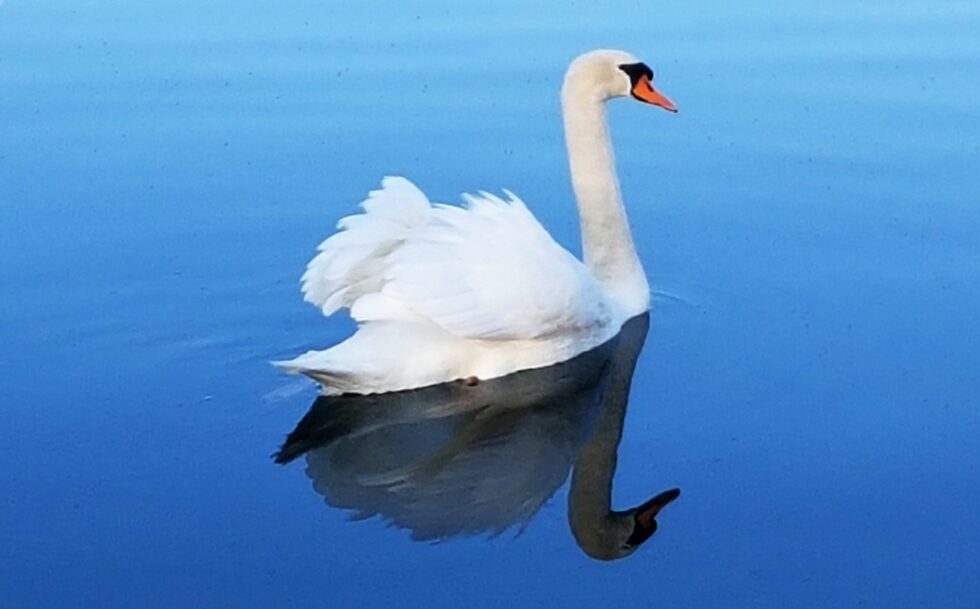 Mute swan swimming in blue water.