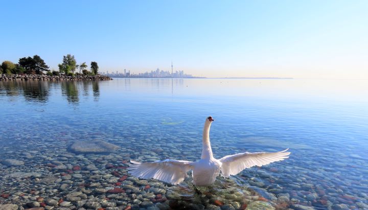 Toronto skyline with a mute swan flying