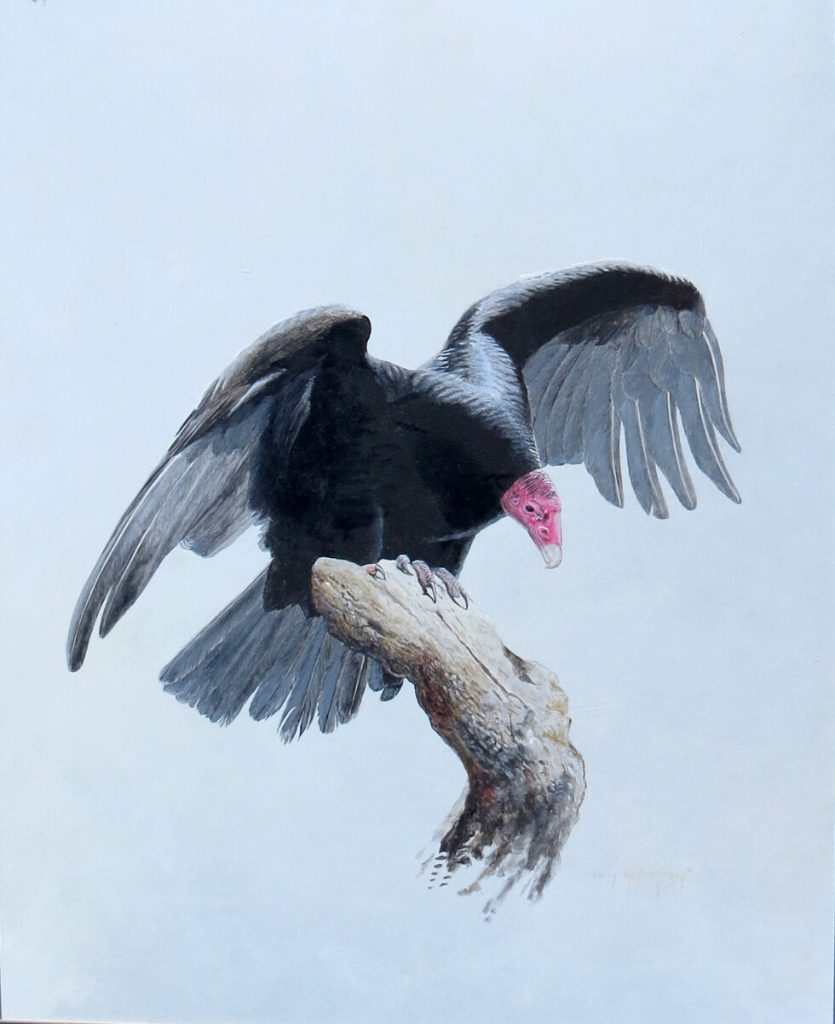 Turkey Vulture -Barry Kent MacKay