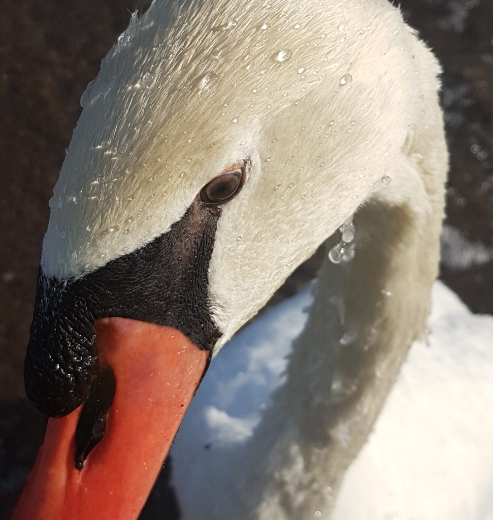 Mute Swan covered in ice