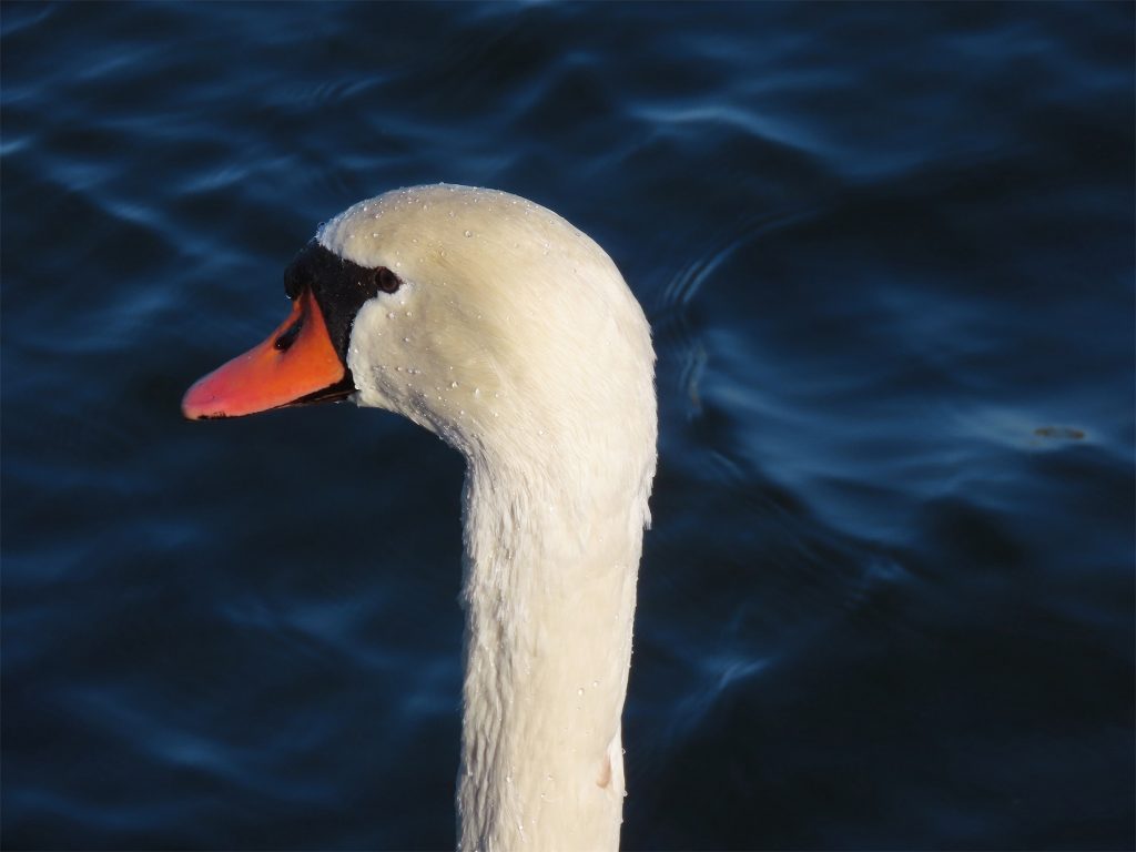 Closeup of a mute swan on the water