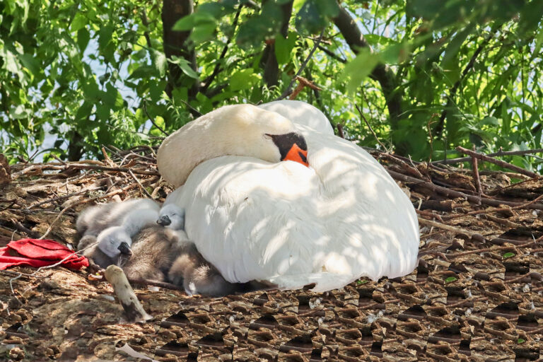 Mother Mute Swan with her cygnets in a nest with trees in the background
