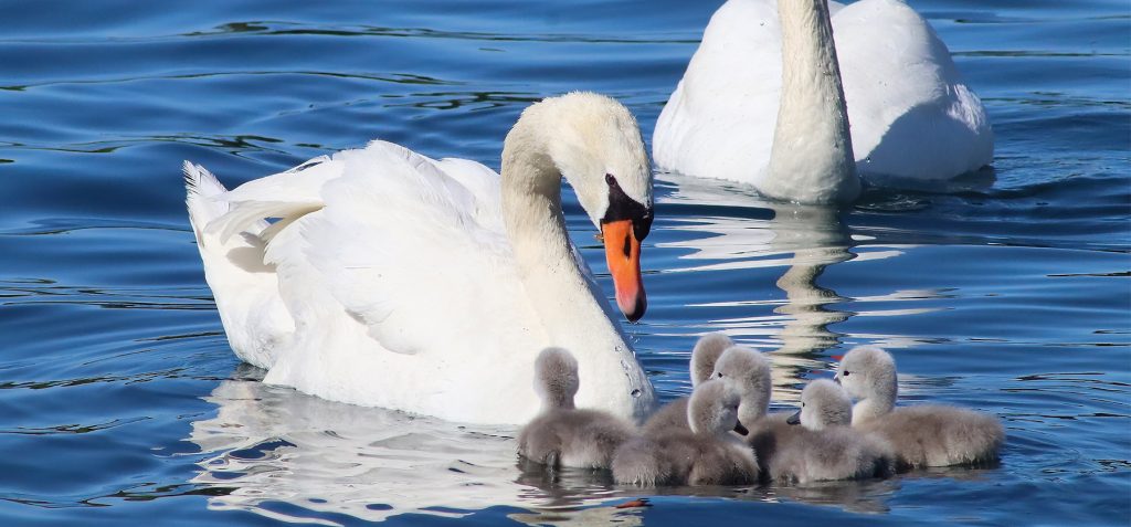 Parents Mute Swans taking care of very young cygnets.