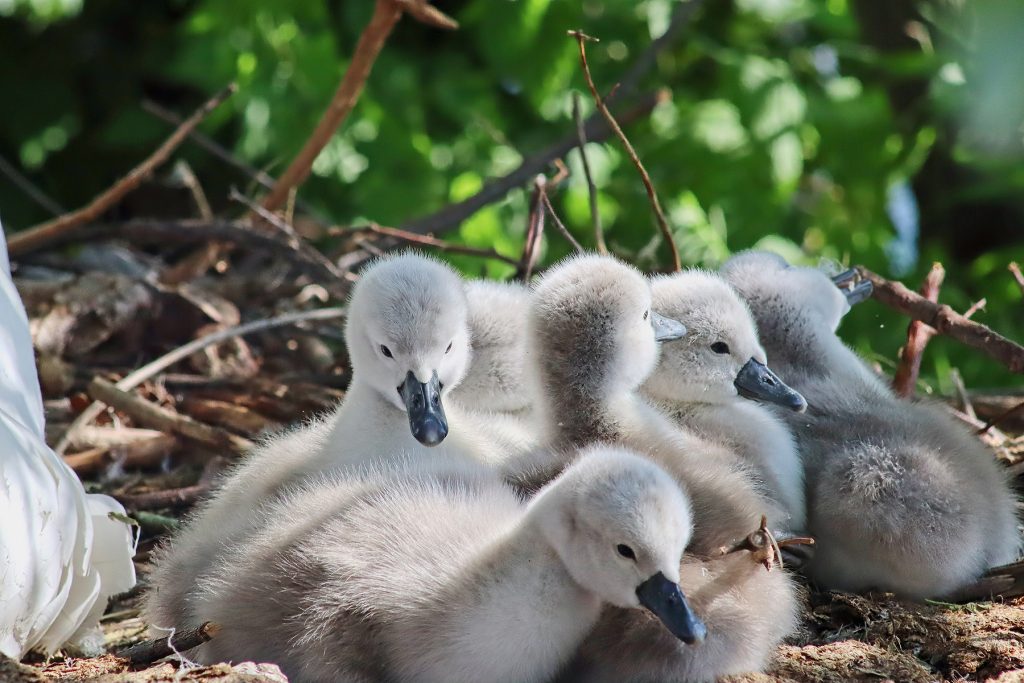 Cute cygnets in their nest