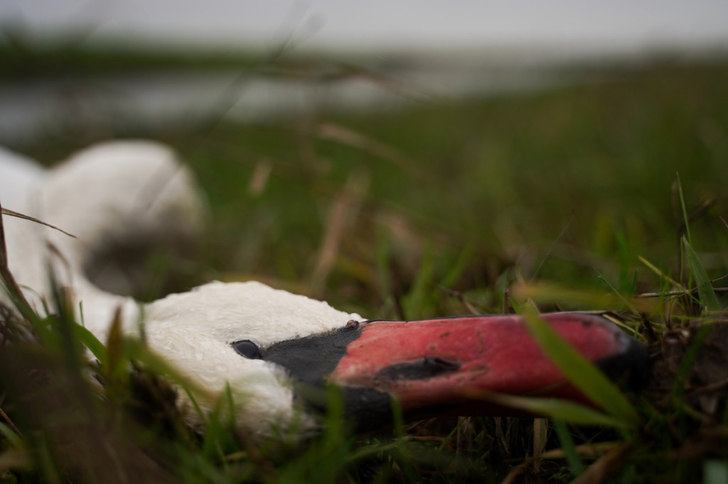A dead mute swan laying in grass