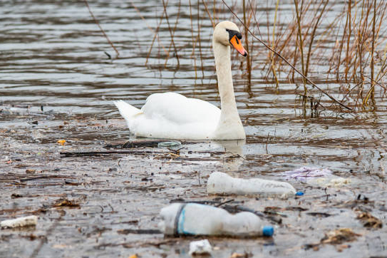 Mute swan swimming in garbage filled water