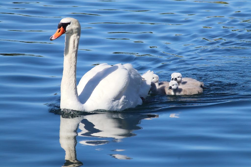 Family of mute swans with the mother and cygnets