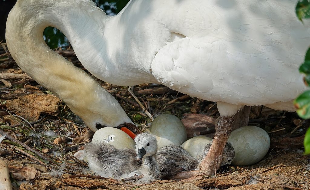 Approximately 35 days after incubation starts, all eggs will hatch within a day of each other in May.