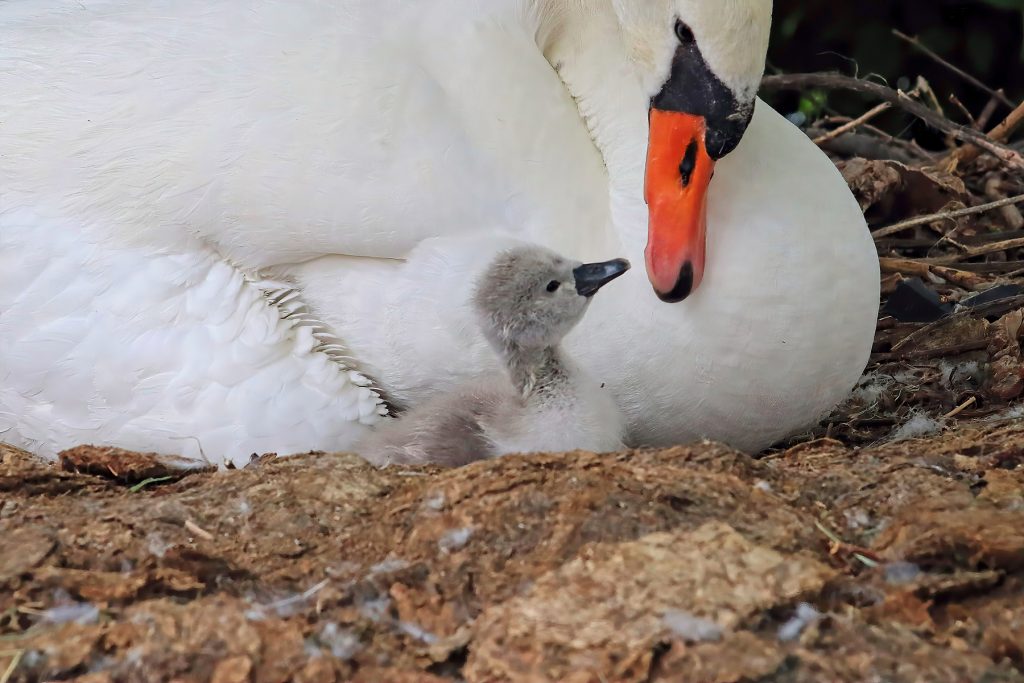 Mother Mute Swan and baby