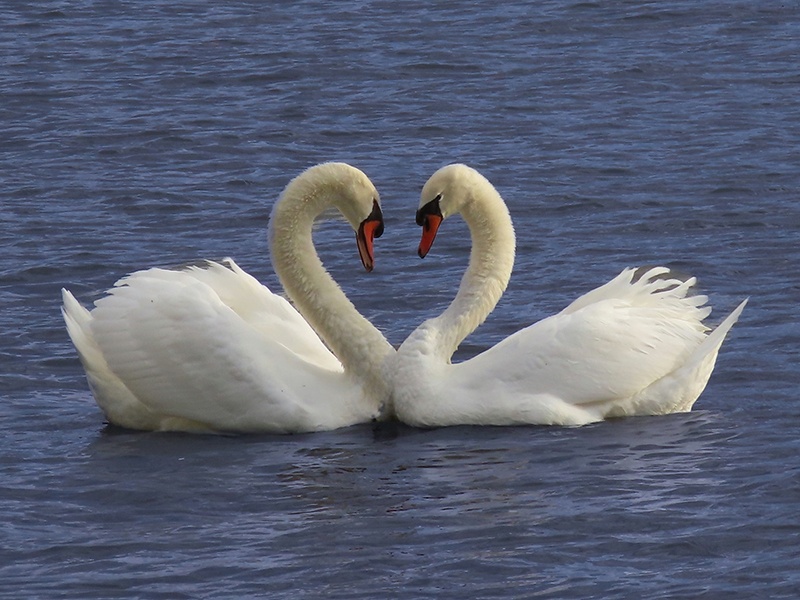 Two mute swans on the water, facing each other with their heads making a heart shape