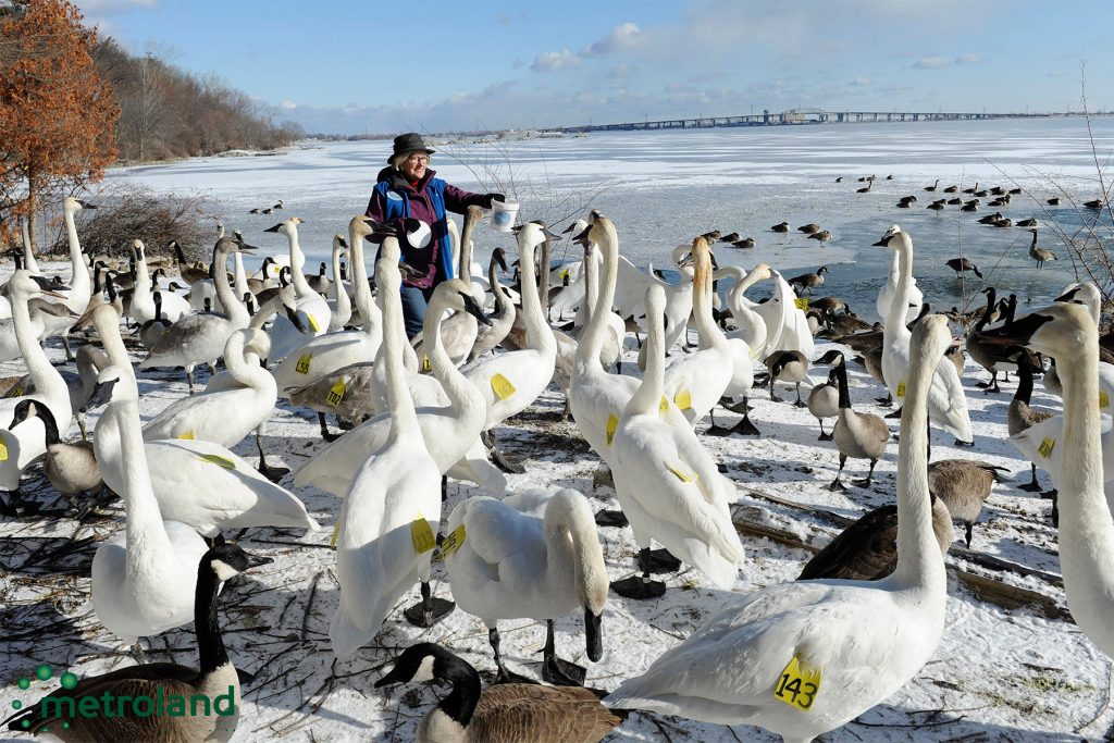 Burlington's swan lady Bev Kingdon is surrounded by trumpeter swans as she feeds whole corn to some of the approximately 150 trumpeter swans and a few Canada geese who call LaSalle Park their winter home.The swans returns to the Burlington waterfront each October and shelter their thru the winter till departing in late February.Beverly who's with the Ontario Trumpeter Swan Restoration group is one of a few individuals who's legally allowed to feed the majestic birds. Jan. 14, 2018