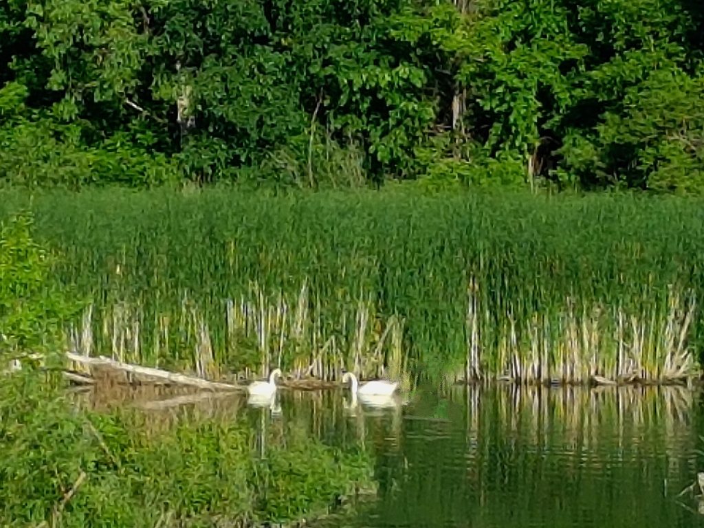 Two mute swans swimming in the wetlands