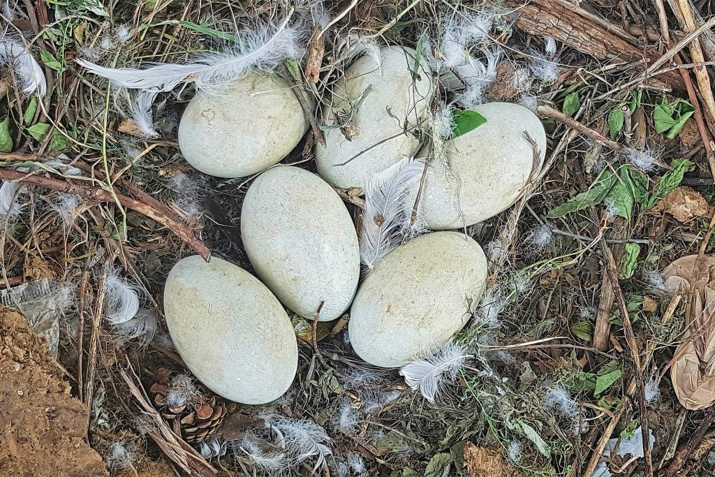 Mute swan nest with eggs