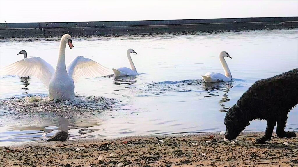 Swans in the water with a dog on the shore