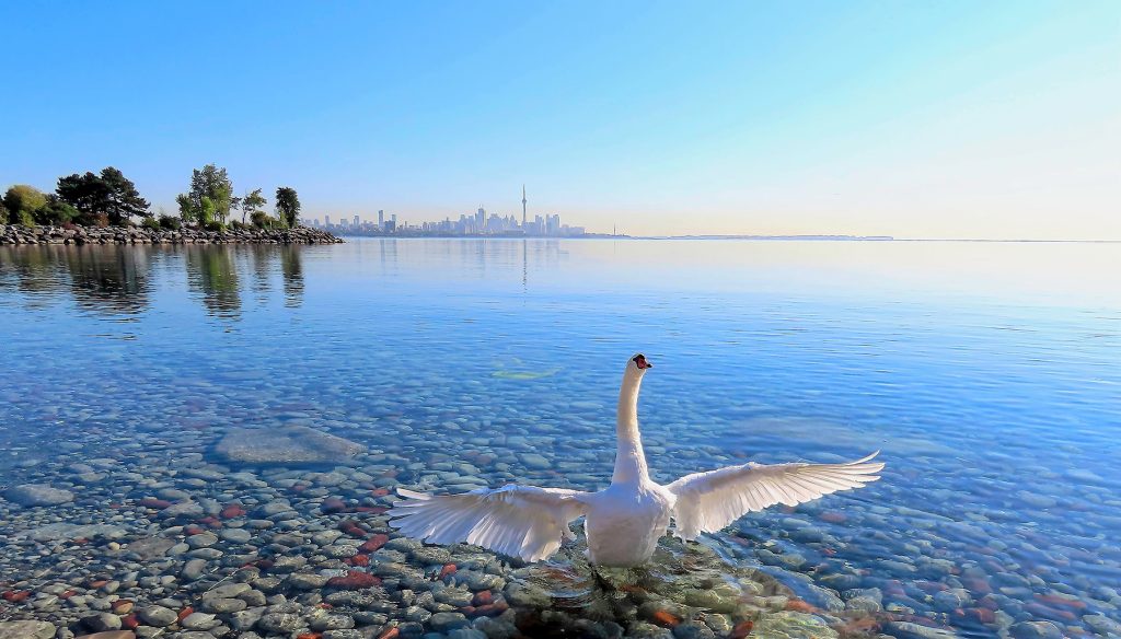 Toronto skyline in the background with a Mute swan with it's wings spread