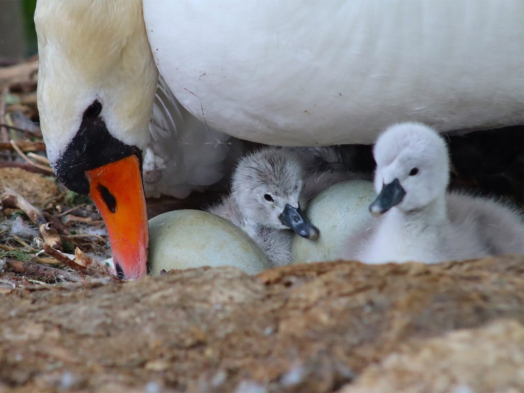 Mother mute swan with baby chicks