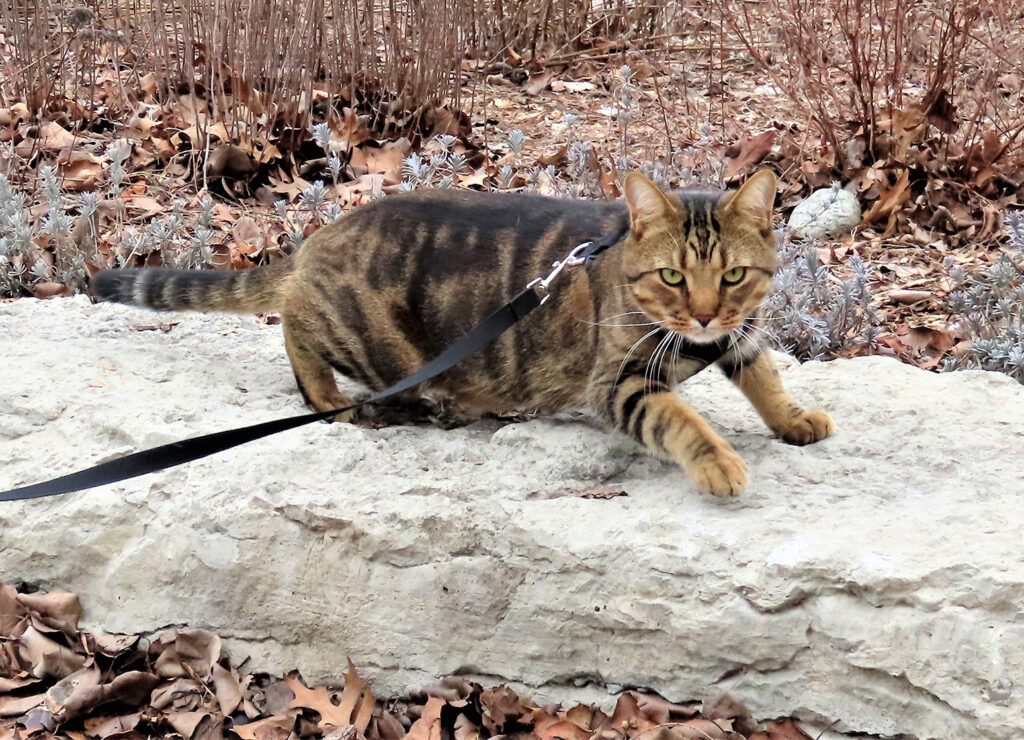 Cat on a leash on top of some rocks with dead leaves and grass