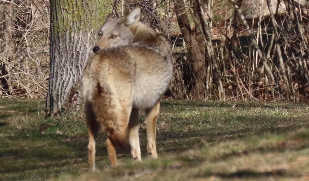 Photo of a coyote in an urban area