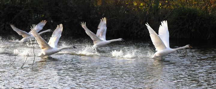 An adult swan teaching young swans to fly