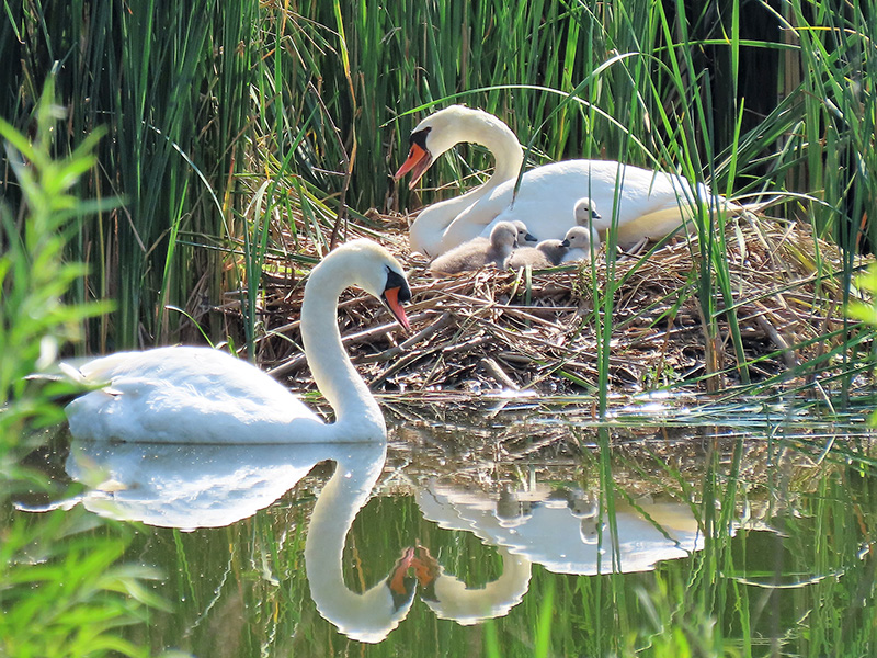 Long Standing Wetland Residents hatching