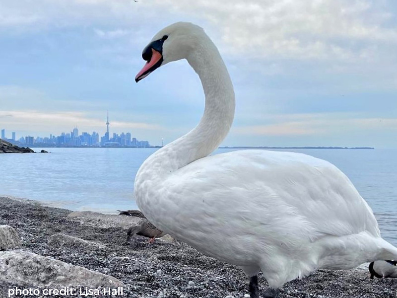 Mute swan on the shore with the Toronto skyline in the background
