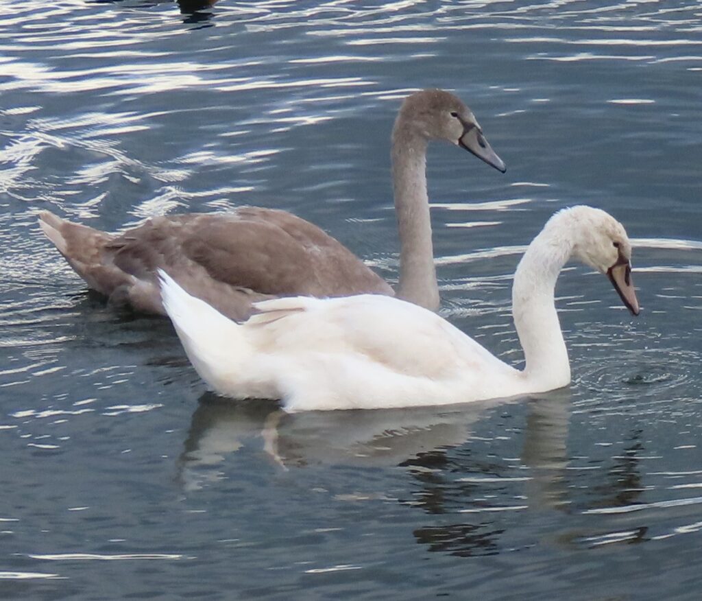 Mute Swan siblings