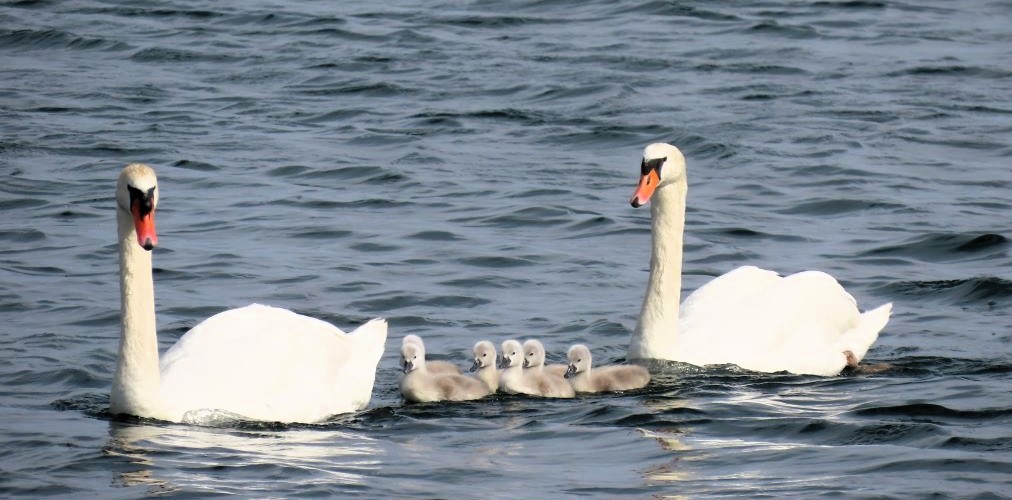 Mute Swan parents swimming with their cygnets