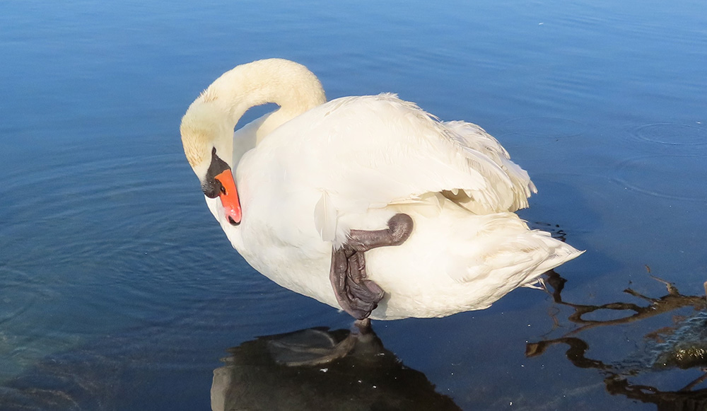 A mute swan with a foot out.