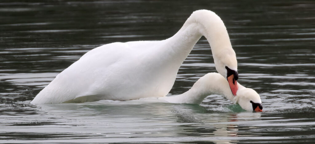 Mute Swans mating