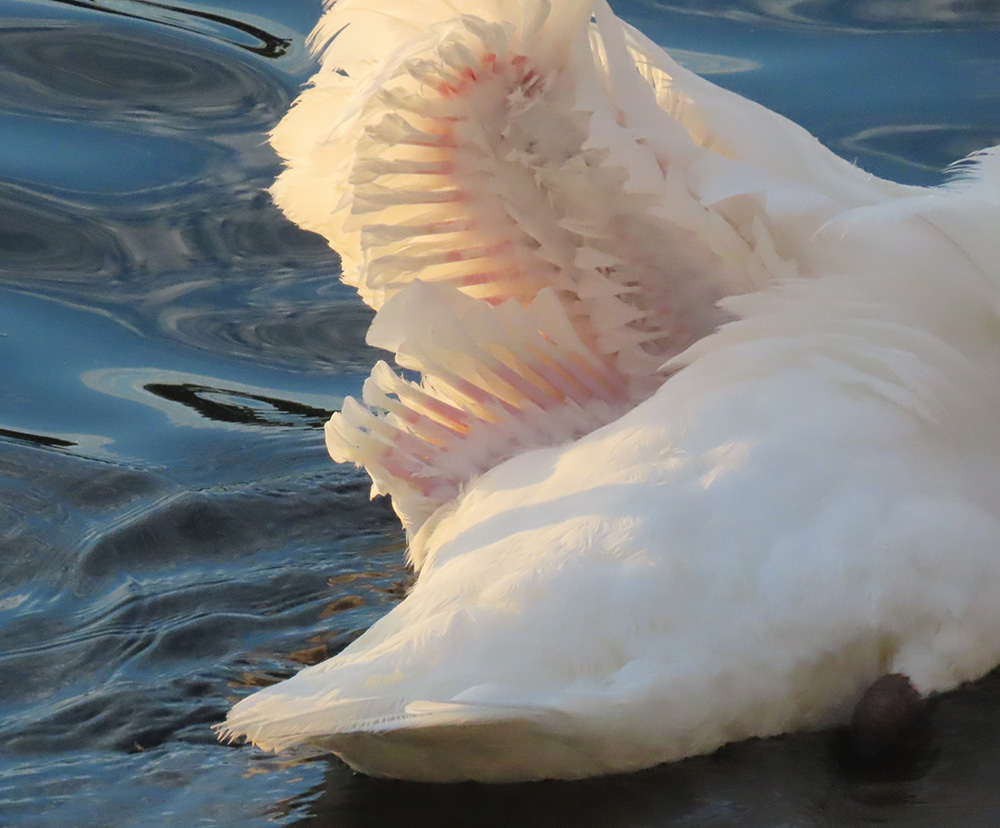 Mute swan moulting