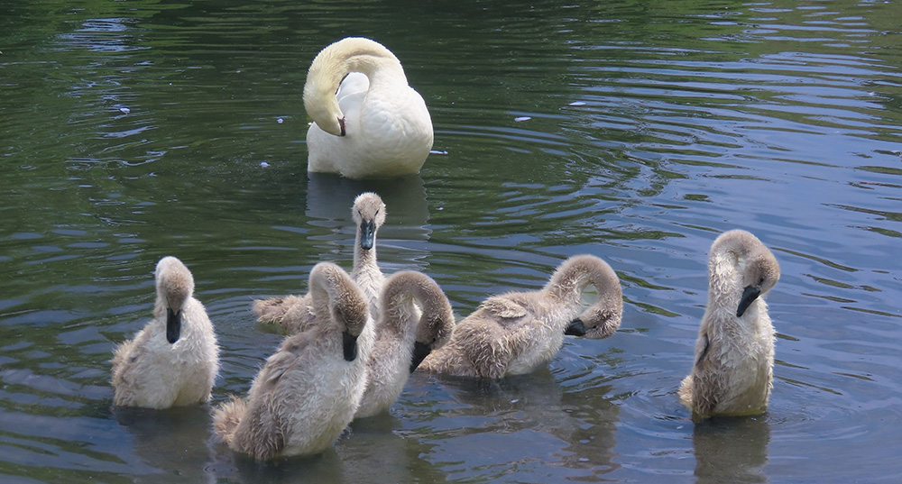 A family of Mute Swans preening 