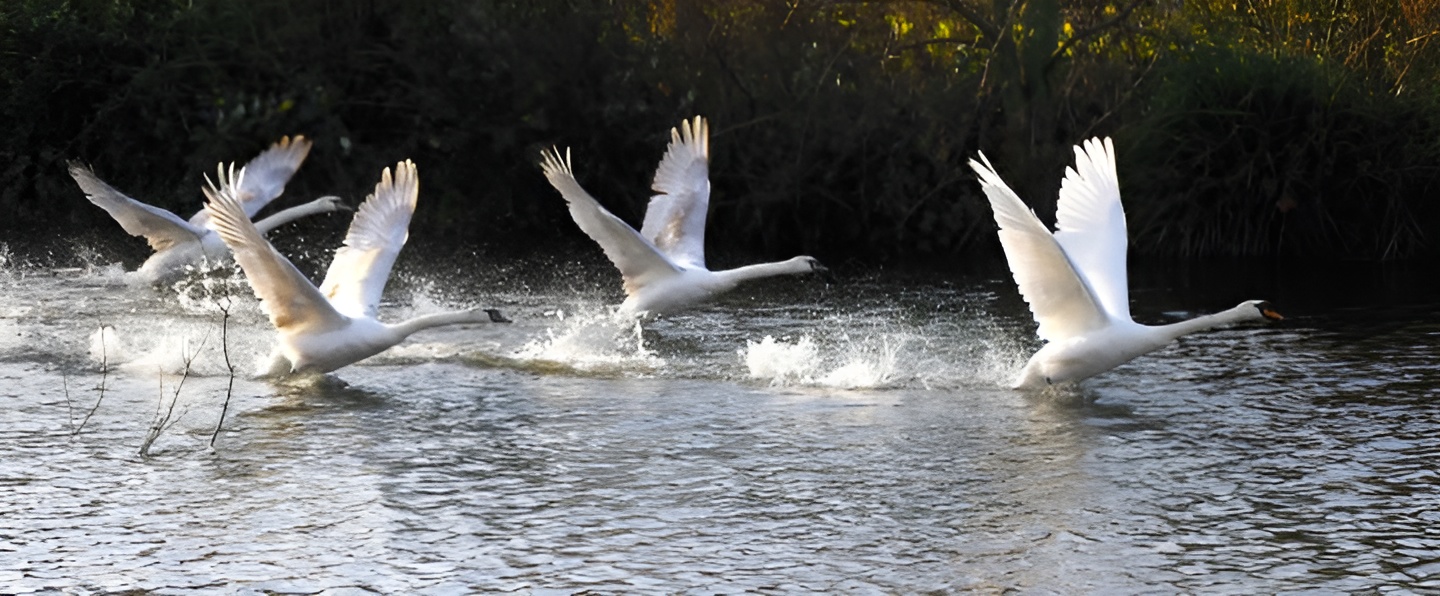 A Mute Swan father teaching his youngsters to fly