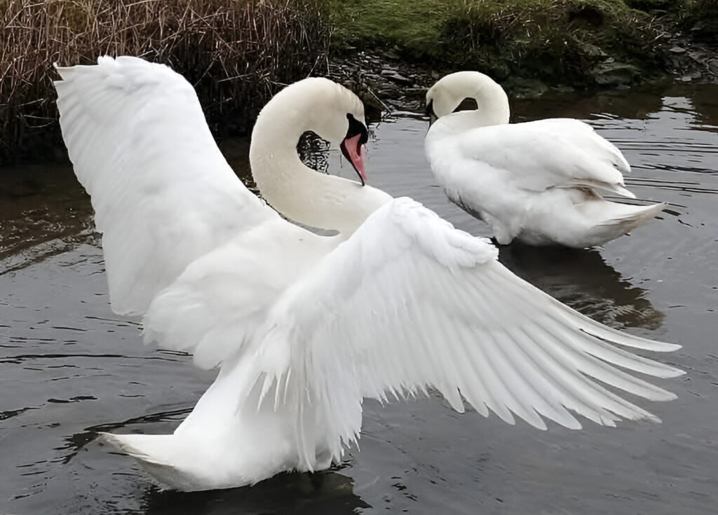 A mute swan with its wings expanded.
