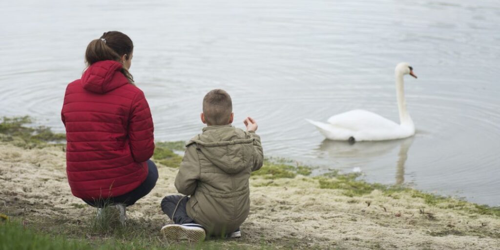 Observing a Mute Swan